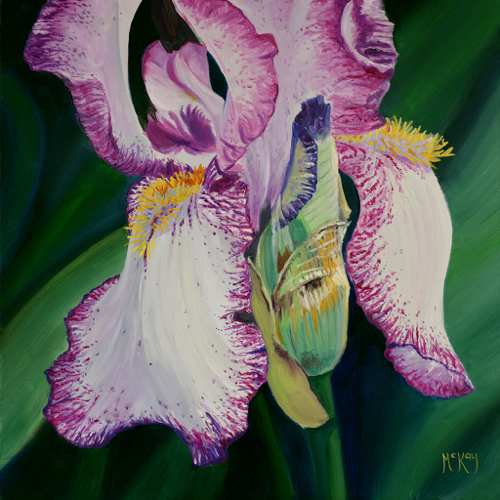 Iris Splendor 10x10 $500 at Hunter Wolff Gallery